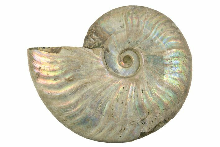 Silver Iridescent Ammonite (Cleoniceras) Fossil - Madagascar #323465